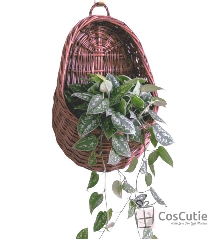 Cos de Perete din Rachita, Culoare Mahon, Suport Suspendat Rustic