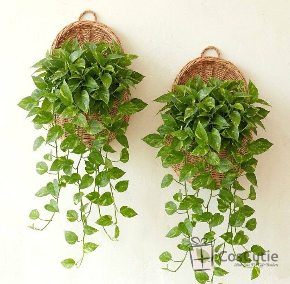 Cos de Perete din Rachita Naturala, Suport Suspendat Rustic
