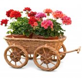 Caruta din rachita, cos suport flori, decoratiune rustica 60x25x27 cm
